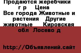 Продаются жеребчики 14,15 16 г.р  › Цена ­ 177 000 - Все города Животные и растения » Другие животные   . Кировская обл.,Лосево д.